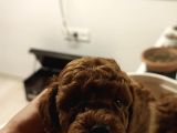 İnani̇lmaz Kali̇te İnani̇lmaz Fi̇yatlara Poodle Yavrular