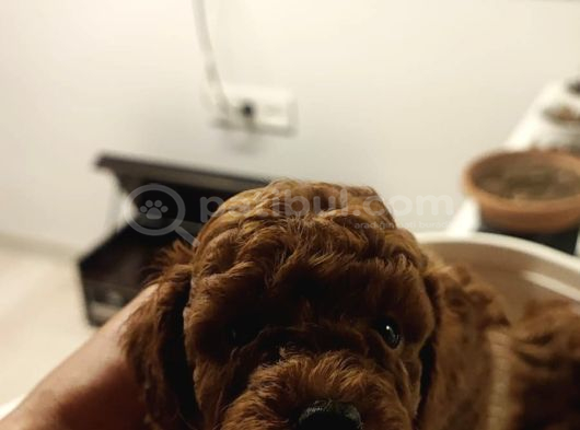 İnani̇lmaz Kali̇te İnani̇lmaz Fi̇yatlara Poodle Yavrular görsel