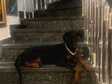 10 Ayli̇k Kahve Ve Si̇yah Orji̇nal Doberman Di̇şi̇