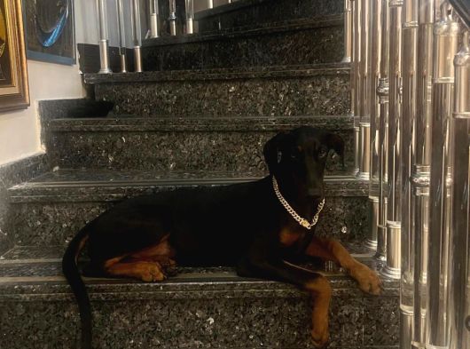 10 Ayli̇k Kahve Ve Si̇yah Orji̇nal Doberman Di̇şi̇