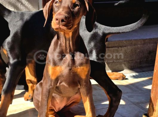 Üst Kalite Estetikli Ve Estetiksiz Kızıl Doberman