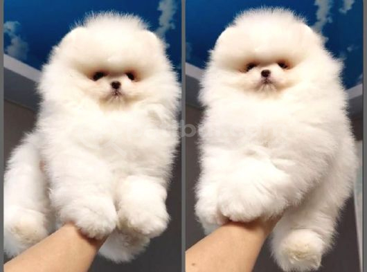 Petmode Köpek Çifliğinde Fcı Export Sçr Belgeli Pomeranian görsel