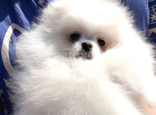 Petmode Köpek Çifliğinde Fcı Export Sçr Belgeli Pomeranian görsel