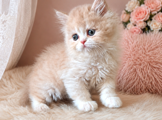 Pudra  soft güzellikte bebek yüzlü exotic longhair