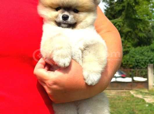 Orjinal Pomeranian Boo Yavrumuz görsel