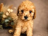 Kipkirmizi Red Toy Poodle Sevi̇mli̇ Yavrular