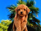 Kipkirmizi Red Toy Poodle Sevi̇mli̇ Yavrular