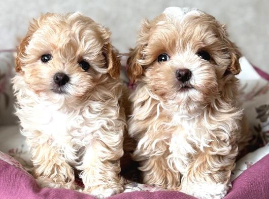Kahve Tonlu Malti̇poo Ci̇nsi̇ Yavrular görsel