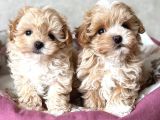 Kahve Tonlu Malti̇poo Ci̇nsi̇ Yavrular