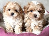 Kahve Tonlu Malti̇poo Ci̇nsi̇ Yavrular