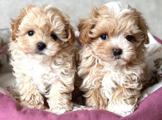 Kahve Tonlu Malti̇poo Ci̇nsi̇ Yavrular