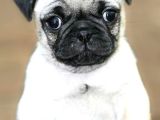 Pug Mops Yavrular Ev Üreti̇mi̇