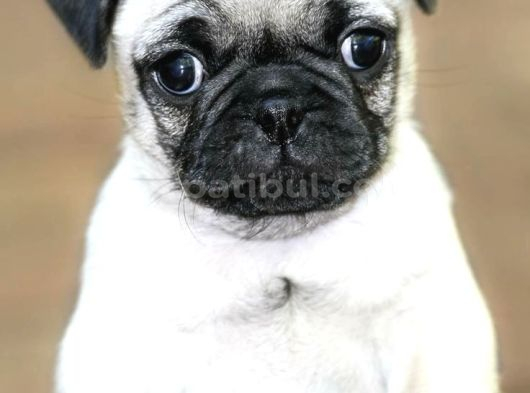 Pug Mops Yavrular Ev Üreti̇mi̇ görsel