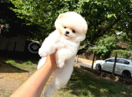 Orjinal Pomeranian Boo görsel