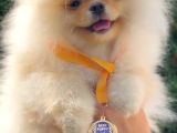 Petmode Köpek Çifliğinde Fcı Export Sçr Belgeli Pomeranian