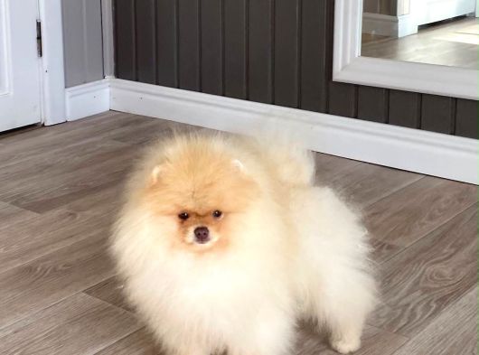 Petmode Köpek Çifliğinde Fcı Export Sçr Belgeli Pomeranian