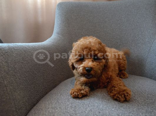 Aile ortamından - toy poodle - red-brown - karneli çipli İzmir