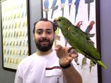 Bebek Yasal Belgeli El Besleme Amazon Papağan Yavrumuz
