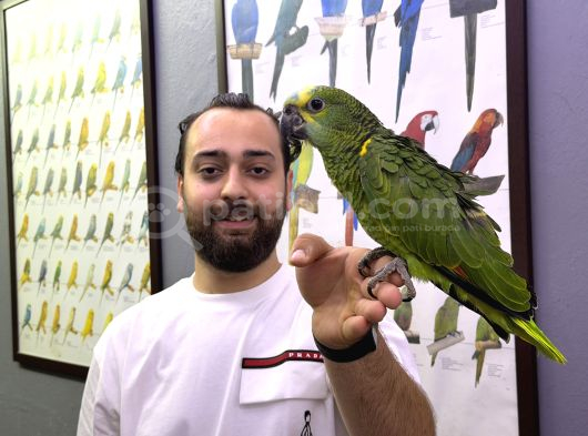 Bebek Yasal Belgeli El Besleme Amazon Papağan Yavrumuz