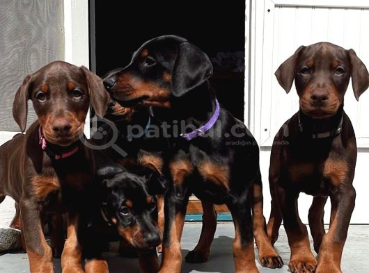VETERİNER KLİNİĞİNDE TESLİM DOBERMAN BEBEKLER