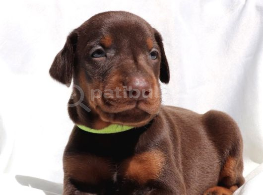 Veteri̇ner Kli̇ni̇ği̇nde Tesli̇m Doberman Bebekler görsel