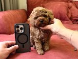 Red Brown Büyümeyen Toy Poodle Bebekler