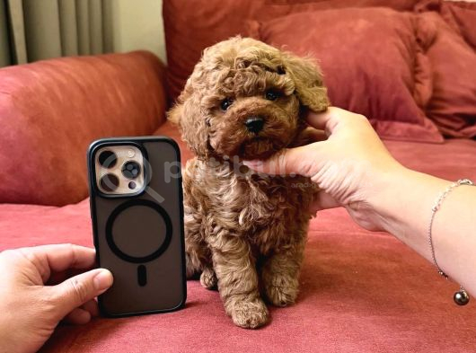 Red Brown Büyümeyen Toy Poodle Bebekler