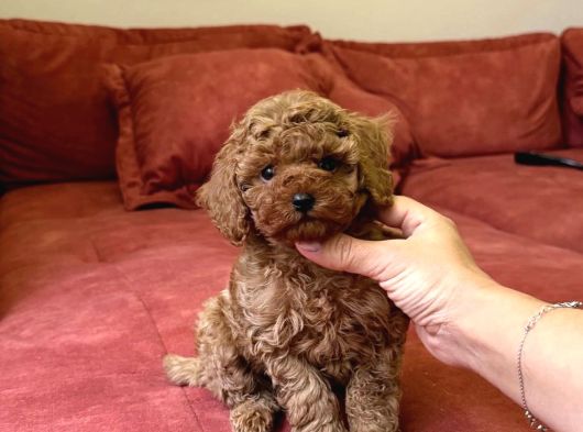 Red Brown Büyümeyen Toy Poodle Bebekler görsel