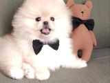 Boo Pomeranian Ayıcık Surat Bebekler Yuva Bekliyor