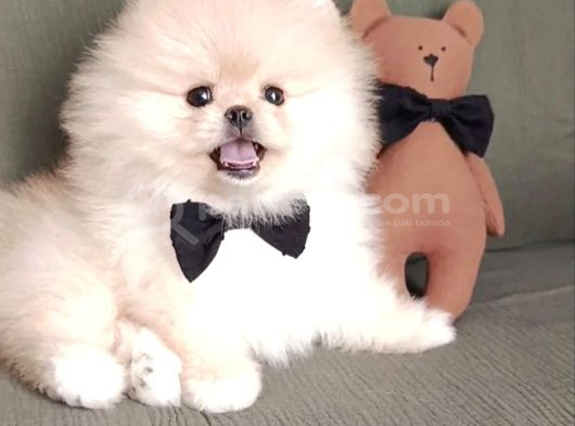 Boo Pomeranian Ayıcık Surat Bebekler Yuva Bekliyor görsel