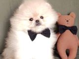 Boo Pomeranian Ayıcık Surat Bebekler Yuva Bekliyor