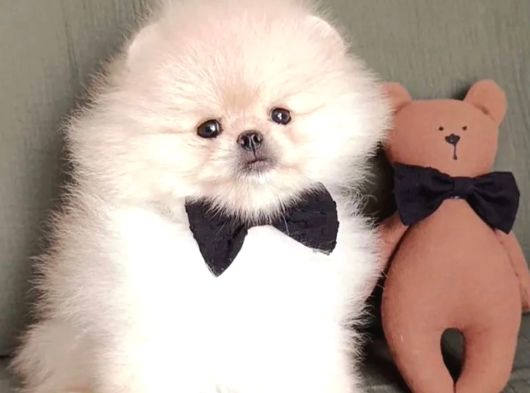 Boo Pomeranian Ayıcık Surat Bebekler Yuva Bekliyor görsel