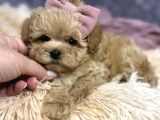 Maltipoo Sağlık Garantili Yavrular