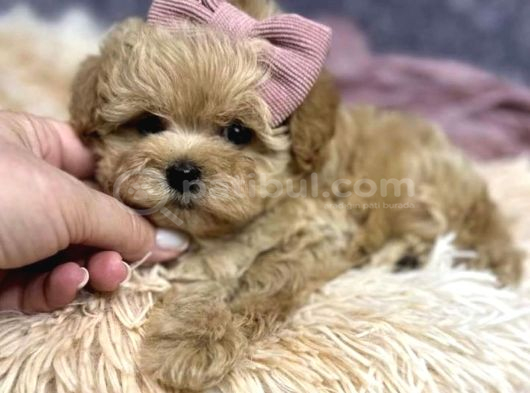 Maltipoo Sağlık Garantili Yavrular görsel