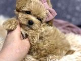 Maltipoo Sağlık Garantili Yavrular
