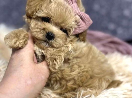 Maltipoo Sağlık Garantili Yavrular görsel