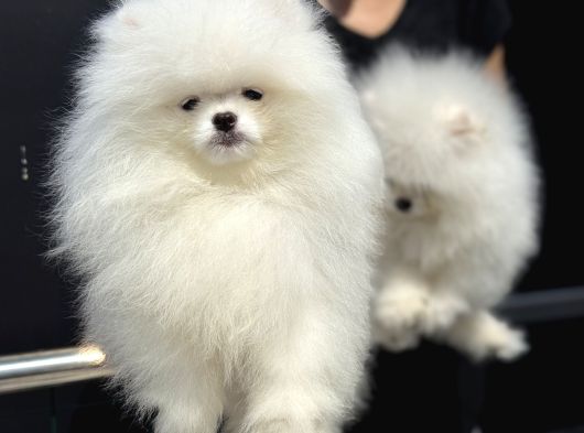 Petmode Köpek Çifliğinde Fcı Export Sçr Belgeli Pomeranian görsel