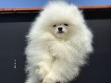 Petmode Köpek Çifliğinde Fcı Export Sçr Belgeli Pomeranian