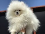 Petmode Köpek Çifliğinde Fcı Export Sçr Belgeli Pomeranian