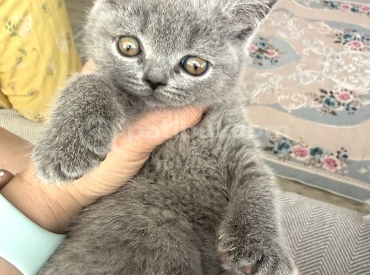 2 Bucuk Aylık Yavru Kediler Beyoğlu