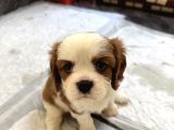 2 Dişi 1 Erkek Cavalier Yavruları