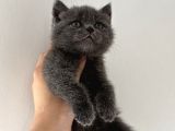 Kaliteli Bebekler