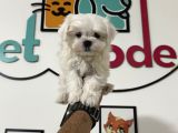 Petmode Köpek Çiftliğinden Tea Cup Kore Kan Maltese