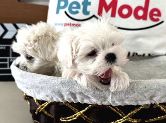 Petmode Köpek Çiftliğinden Tea Cup Kore Kan Maltese görsel