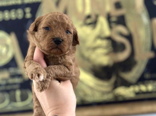 Toy Poodle Yavruları görsel