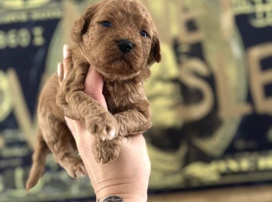 Toy Poodle Yavruları görsel
