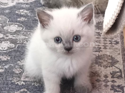 British Shorthair Blue Point Yavrular