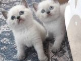 British Shorthair Blue Point Yavrular