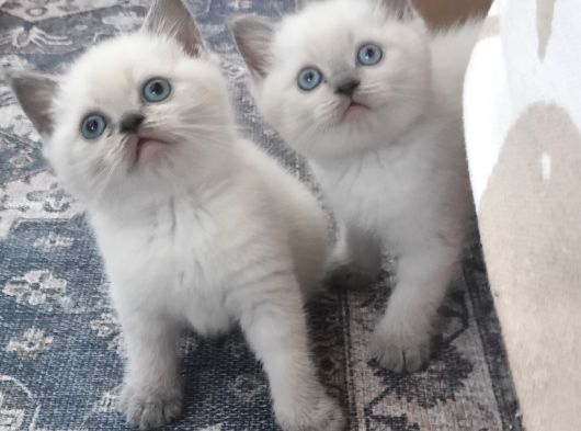 British Shorthair Blue Point Yavrular görsel