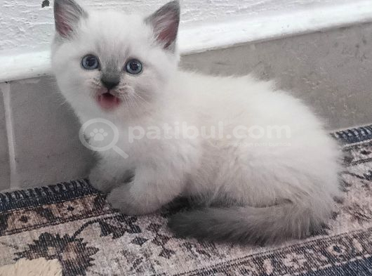 British Shorthair Blue Point Yavrular görsel